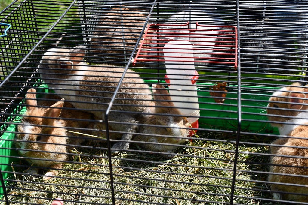 SUNČANO PRIJEPODNE Čakovečki sajam bio je pun nasmijanih lica