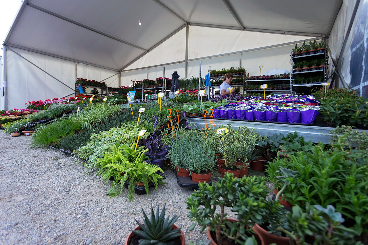 Prvi dan Sajma cvijeća u Prelogu