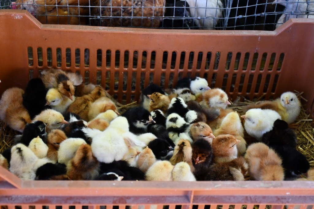 Čakovečki sajam (srijeda, 6.9.2023.)