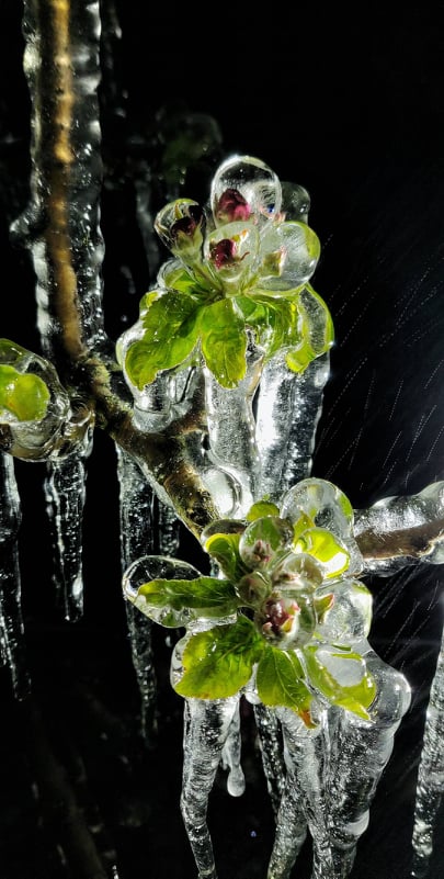 Međimurski voćar Marko Kudec protiv mraza se bori orošavanjem