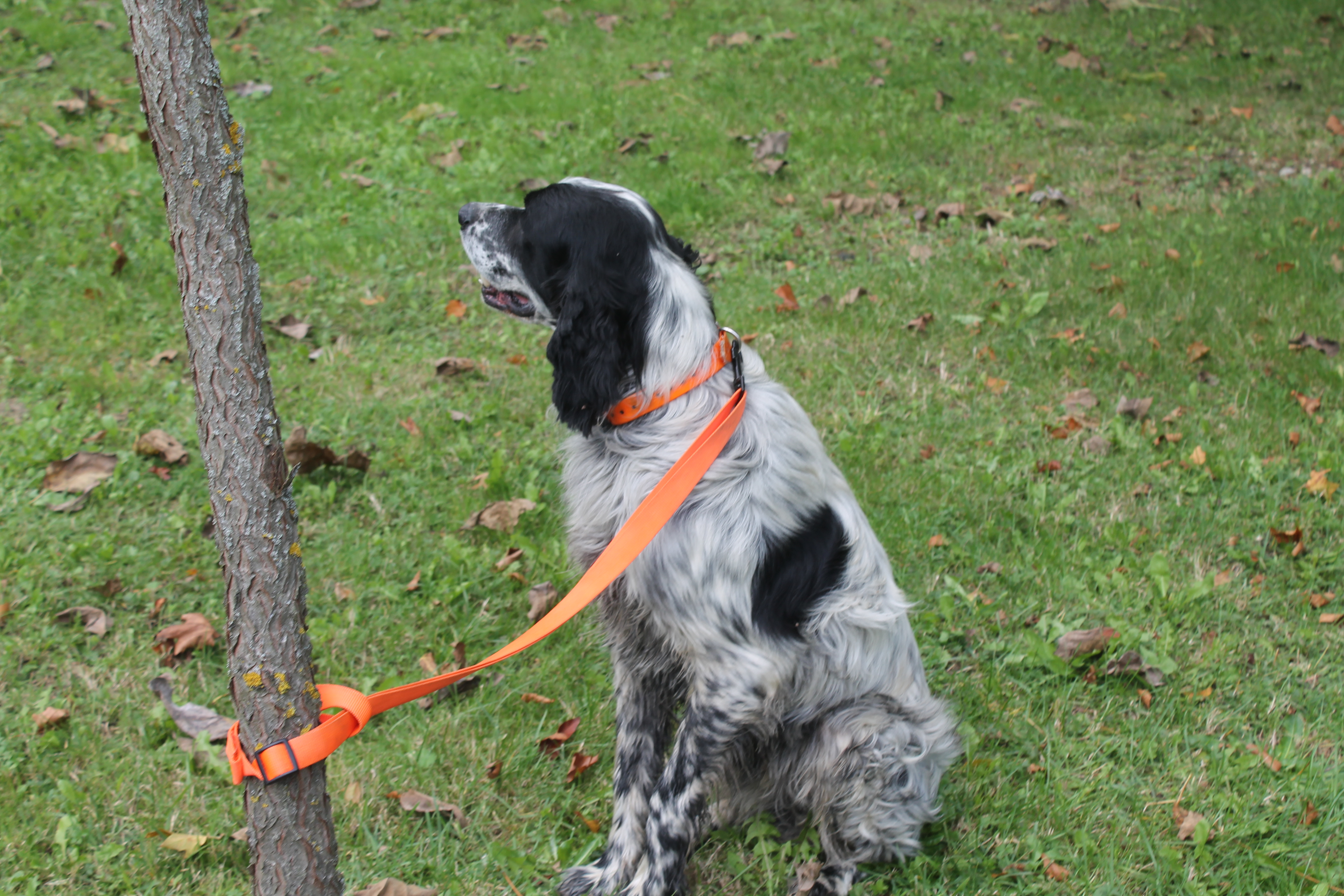 Sedmi lovno kinološki kup ‘Sveti Hubert’ održan je u Hodošanu