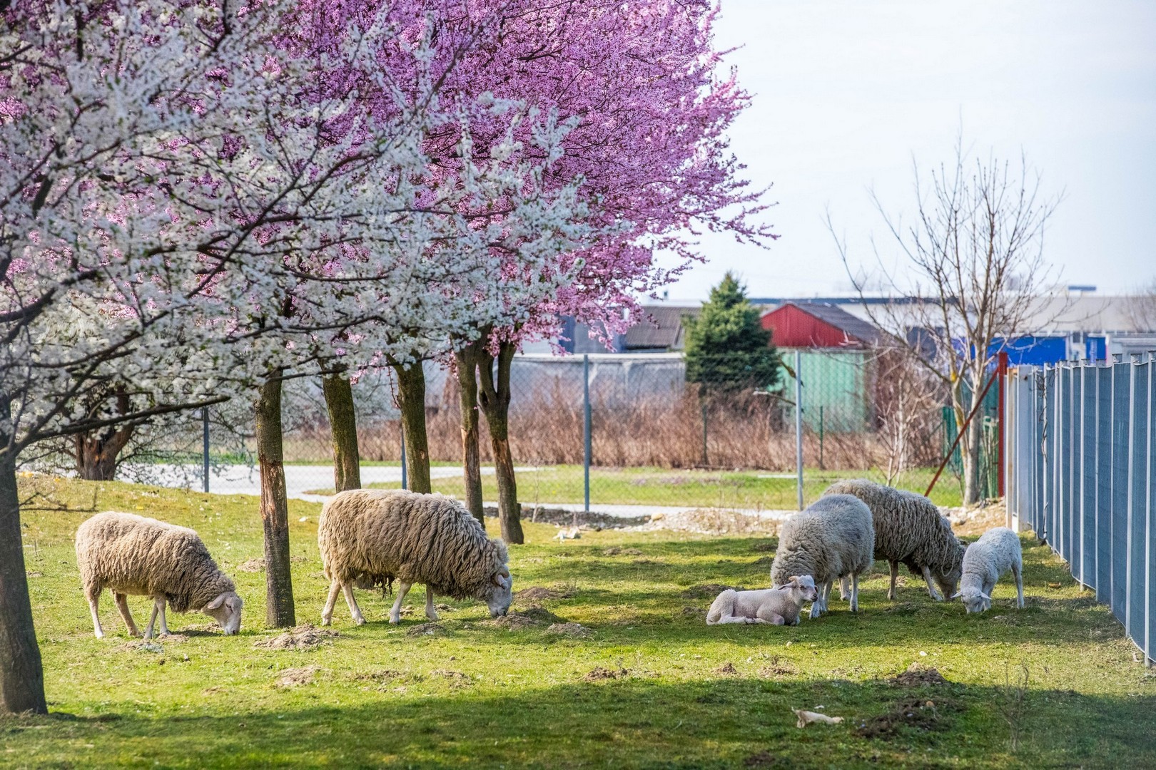 Proljetna cvjetna rapsodija u Međimurju iz objektiva Miroslave Novak Hranjec
