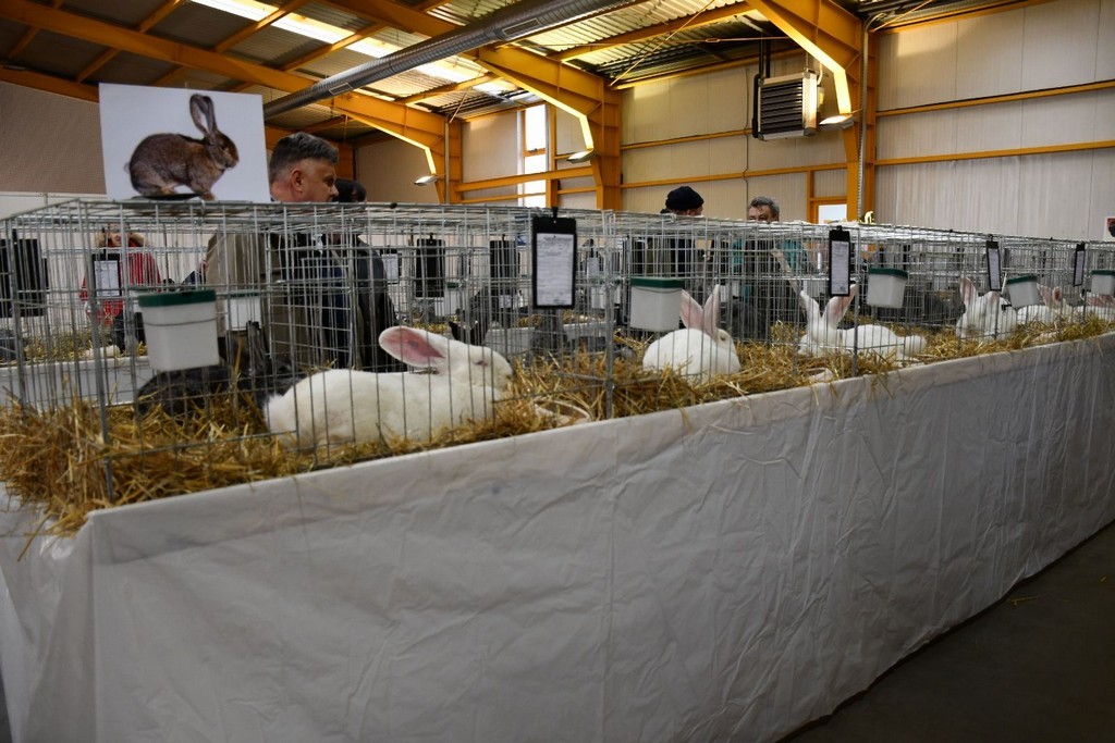 IZLOŽBA MALIH ŽIVOTINJA Izloženo preko tisuću malih životinja vrhunskih uzgajivača iz Hrvatske, ali i šire IZLOŽBA MALIH ŽIVOTINJA Izloženo preko tisuću malih životinja vrhunskih uzgajivača iz Hrvatske, ali i šire