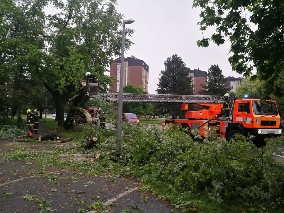 U Čakovcu se srušilo stablo