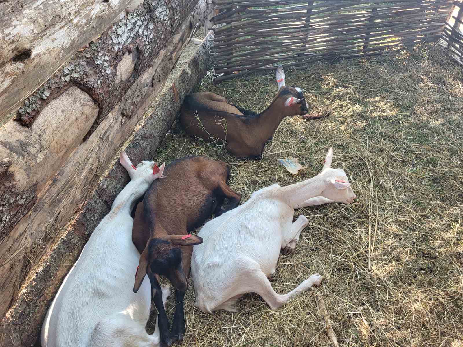 NA KOPRVNIČKIM BEDEMIMA Renesansni festival i ove godine privukao mnoštvo posjetitelja NA KOPRVNIČKIM BEDEMIMA Renesansni festival i ove godine privukao mnoštvo posjetitelja