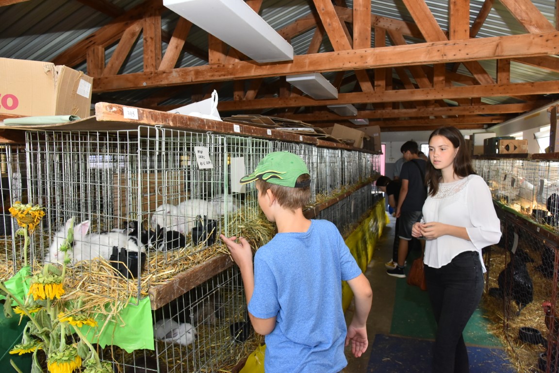 Image 5803681 (auto)