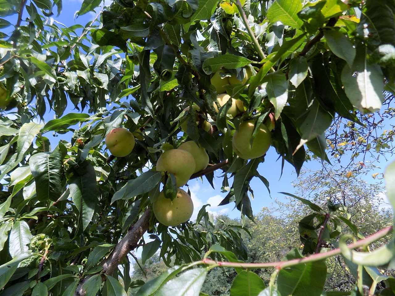 Prekrasne scene u prirodi: Kasno ljeto u gornjem Međimurju