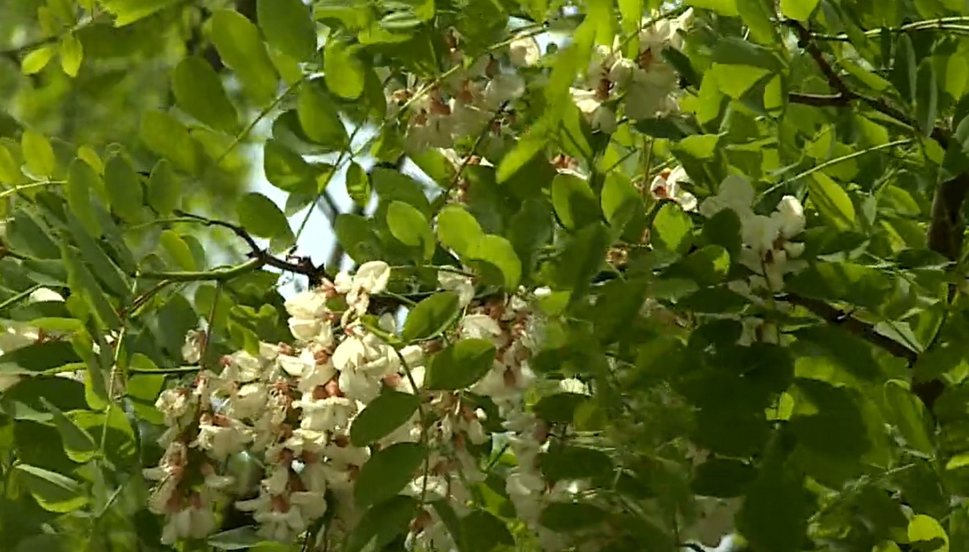 Međimurski pčelari