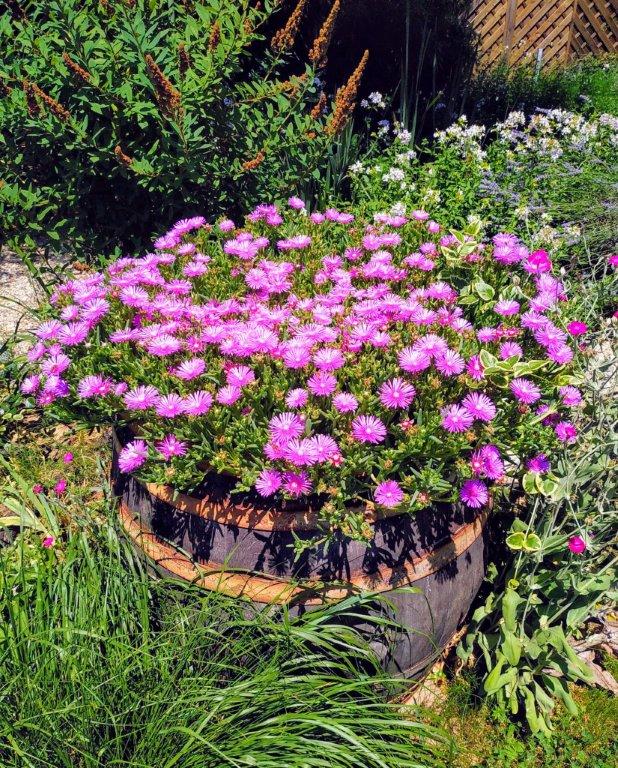 Biljno carstvo Vanje i Alena u Šenkovcu: Njihov vrt ‘Četiri godišnja doba’ mami poglede