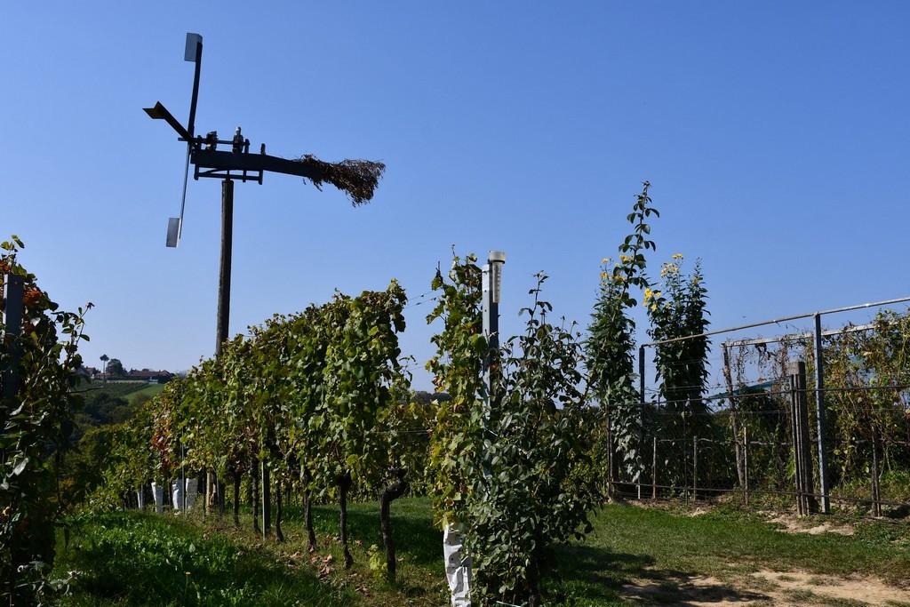 Vinarija Horvat, berba