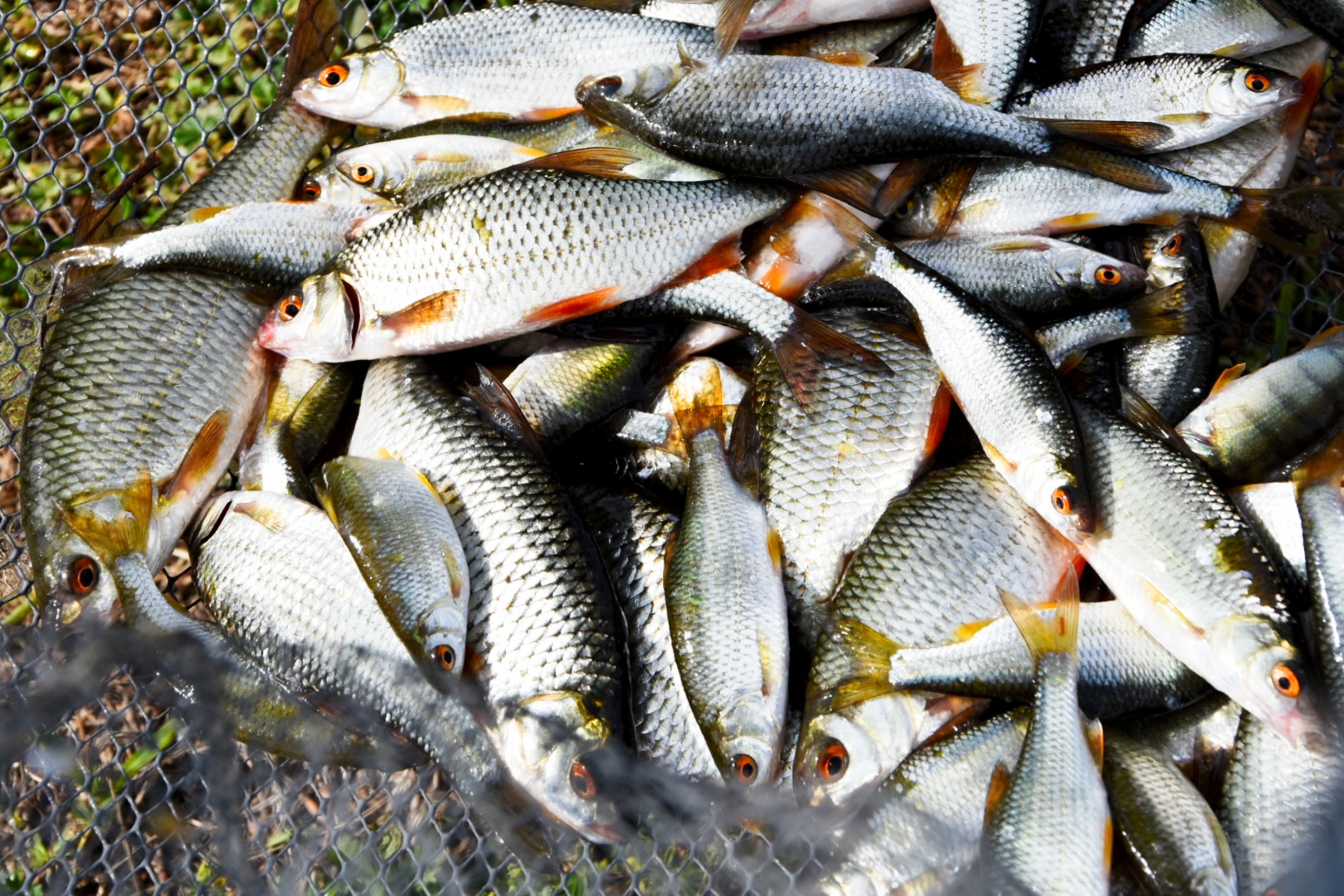 FOTO Na društvenom natjecanju u ribolovu pobijedio Tomislav Filipović s 2,86 kilograma ribe