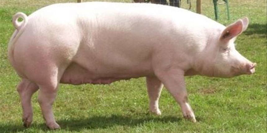 svinja406211 svinja406211