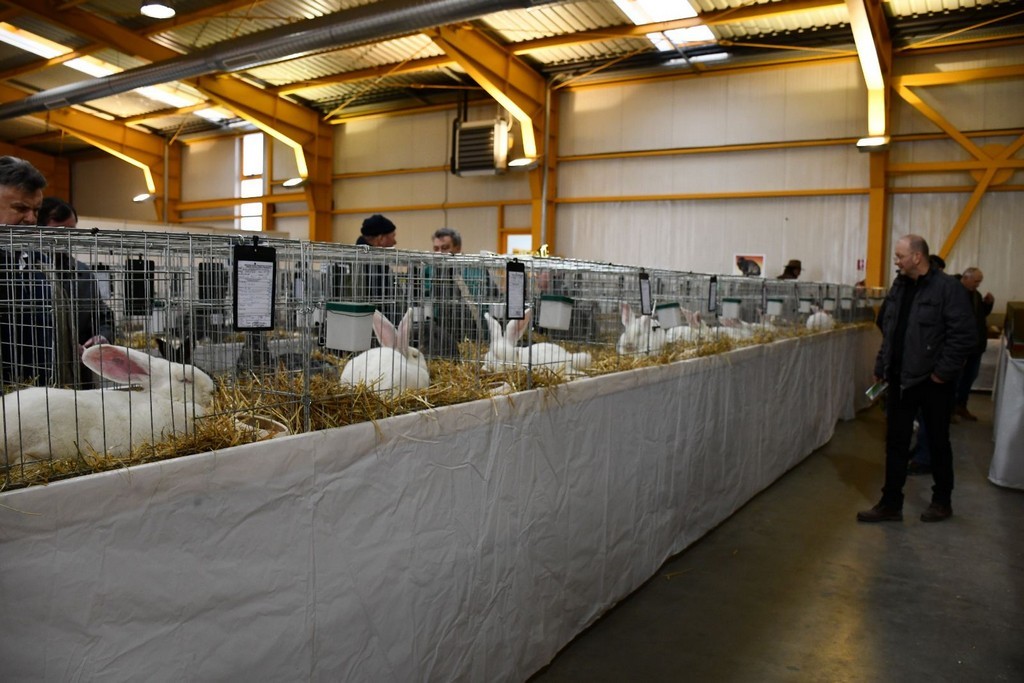 IZLOŽBA MALIH ŽIVOTINJA Izloženo preko tisuću malih životinja vrhunskih uzgajivača iz Hrvatske, ali i šire IZLOŽBA MALIH ŽIVOTINJA Izloženo preko tisuću malih životinja vrhunskih uzgajivača iz Hrvatske, ali i šire