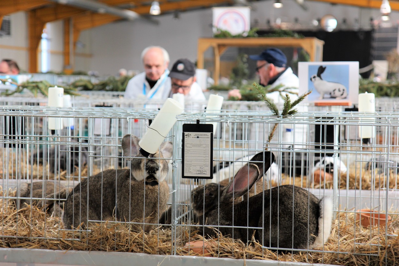 Otvorena izložba malih životinja u Nedelišću