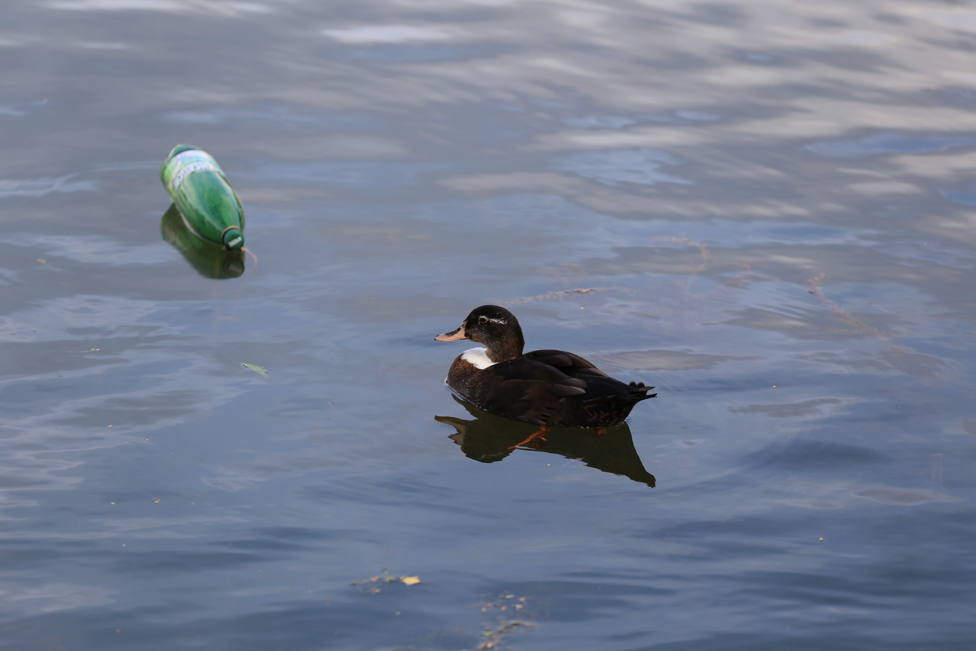 Klikom po Marini (29.8.2021.)
