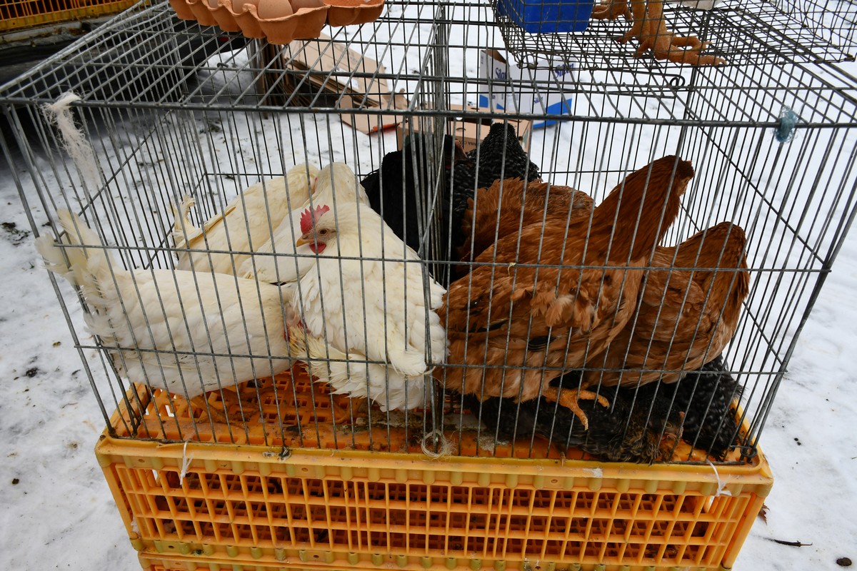 Sajam srijedom, čakovečki sajam, 24.1.