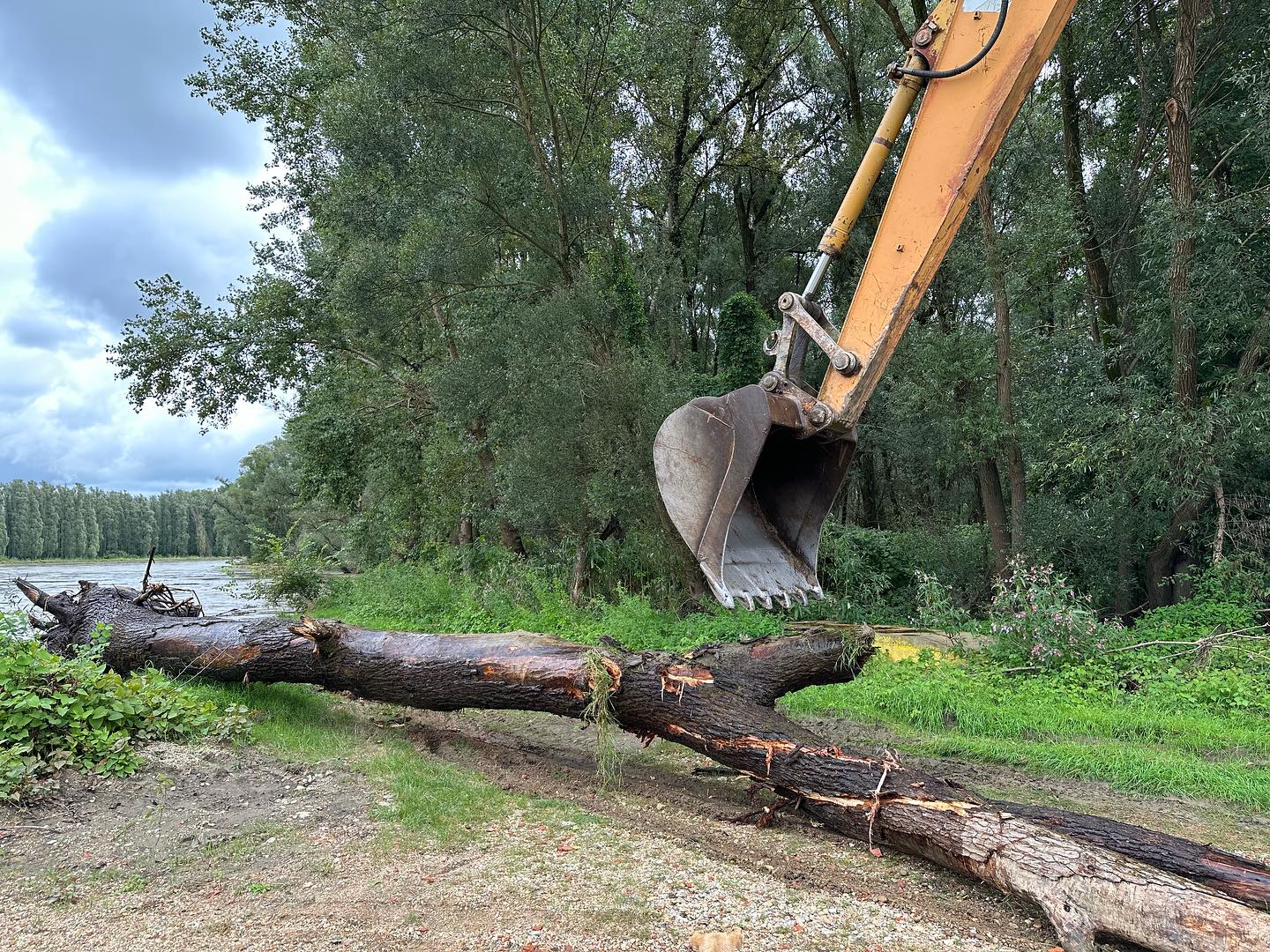 PODTUREN Ponovno problemi s Murom, veliko drvo prijetilo skeli