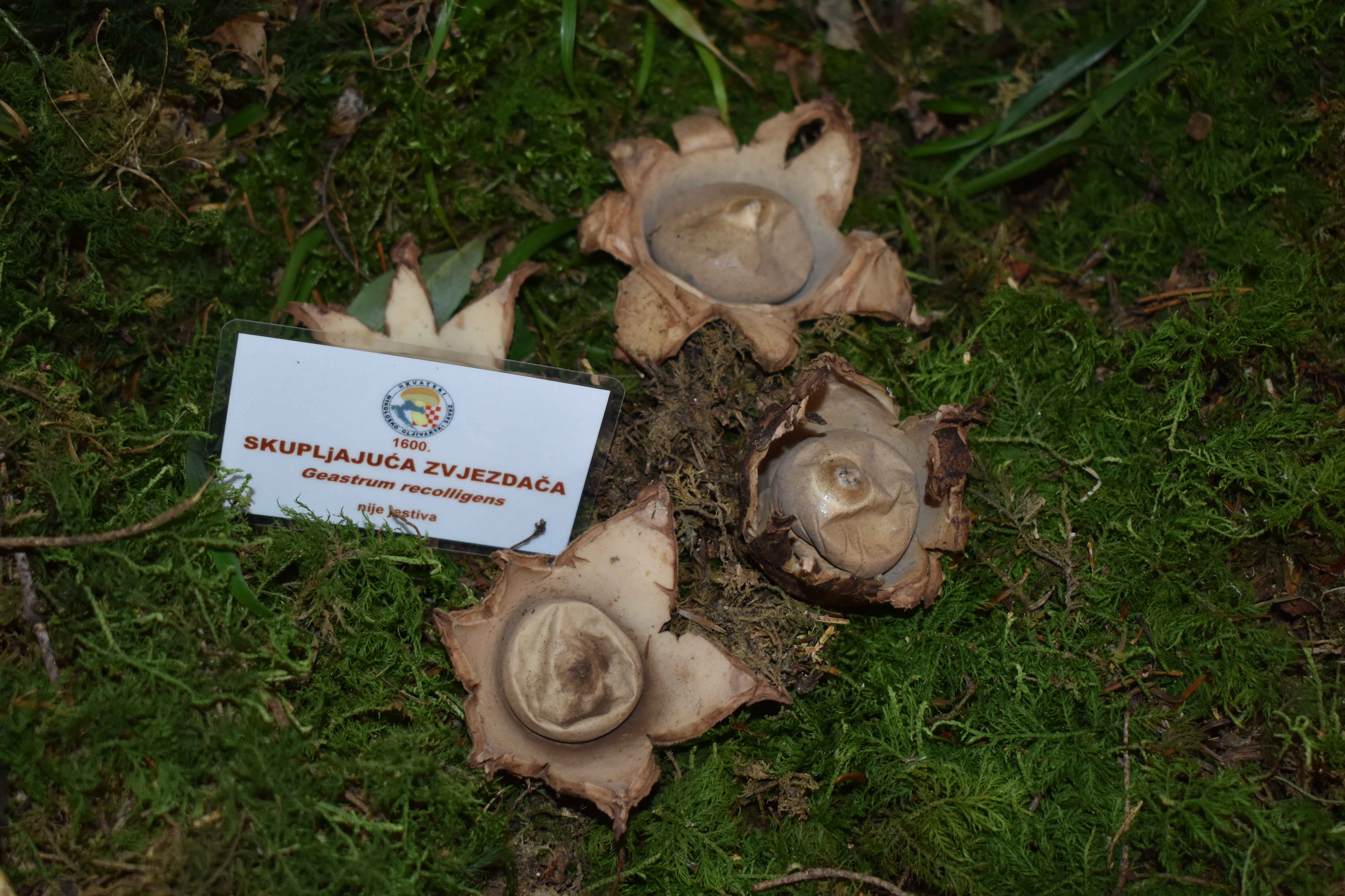 FOTO Ovog vikenda razgledajte zanimljivu i edukativnu izložbu gljiva u Čakovcu