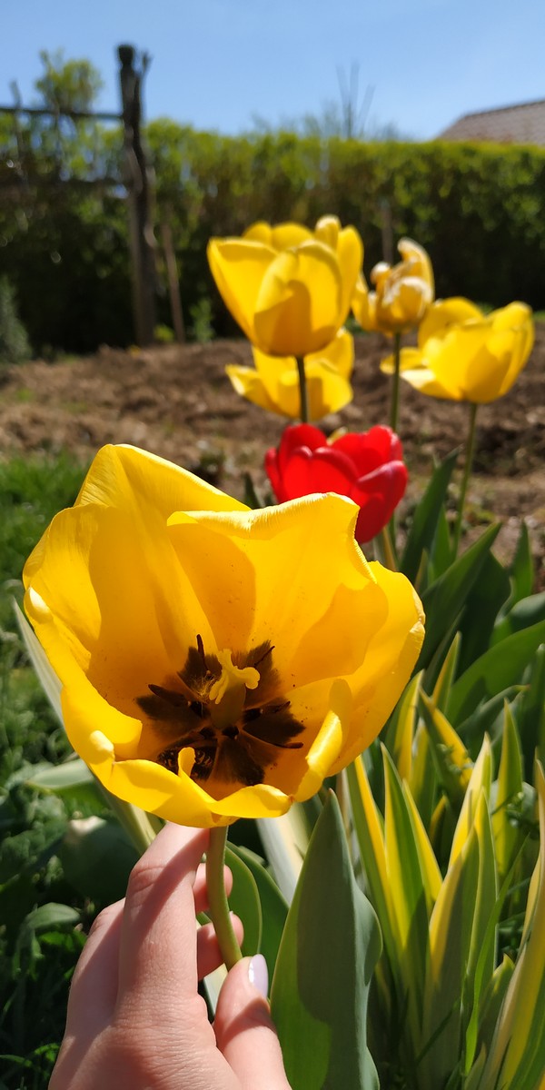 Dvorište Maje Mlakar