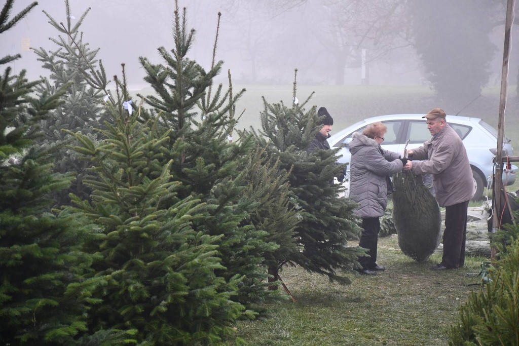 Ponuda božićnih drvaca