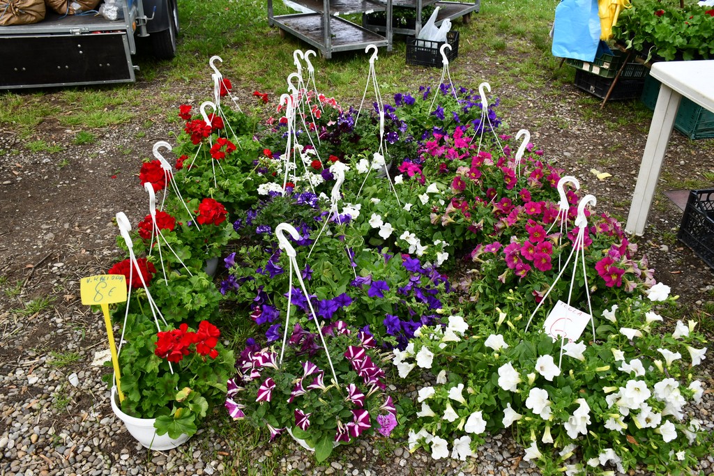 ČAKOVEČKI SAJAM SRIJEDOM Najveći interes i dalje vlada za presadnice