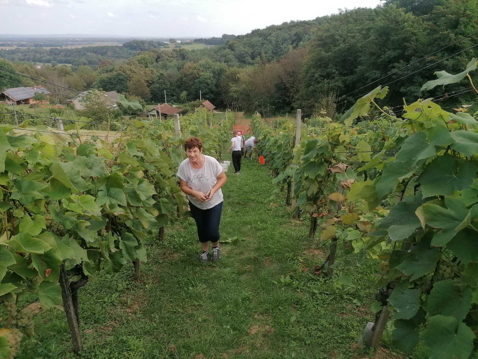 FOTO Berba na Balog bregu: Uz veselo društvo, sve se lako ‘pobere’!