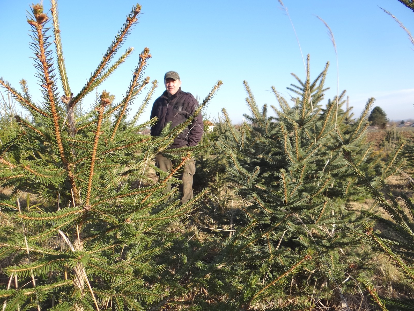 Provjerili smo cijene božićnih drvaca u Međimurju: Ponuda iz godine u godinu sve bogatija Provjerili smo cijene božićnih drvaca u Međimurju: Ponuda iz godine u godinu sve bogatija