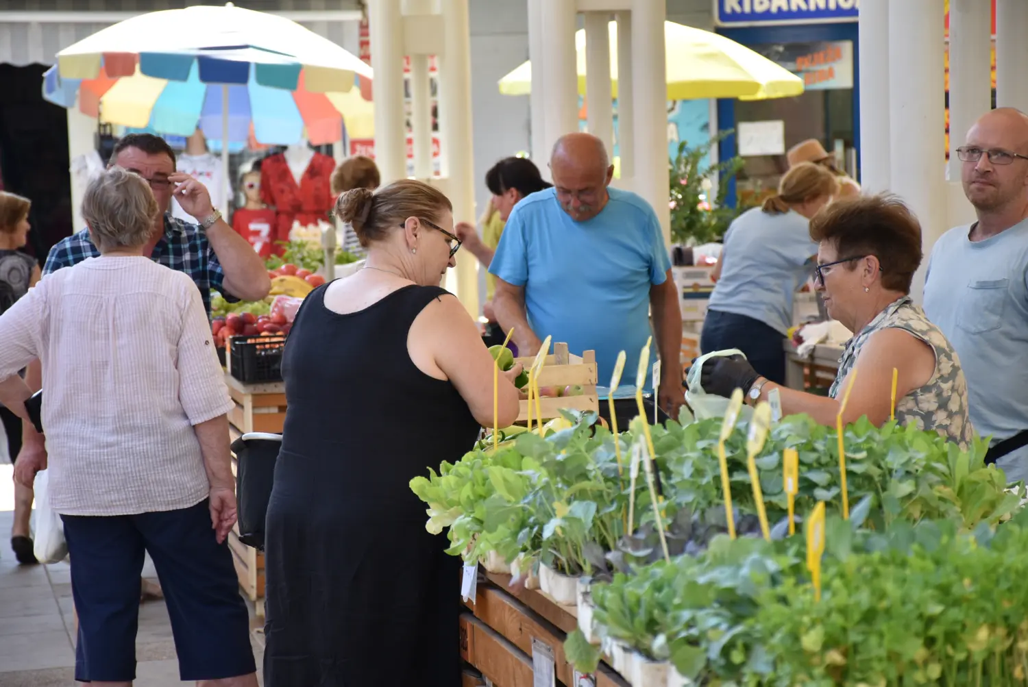 čakovečka tržnica 12.7.2024 (34) čakovečka tržnica 12.7.2024 (34)