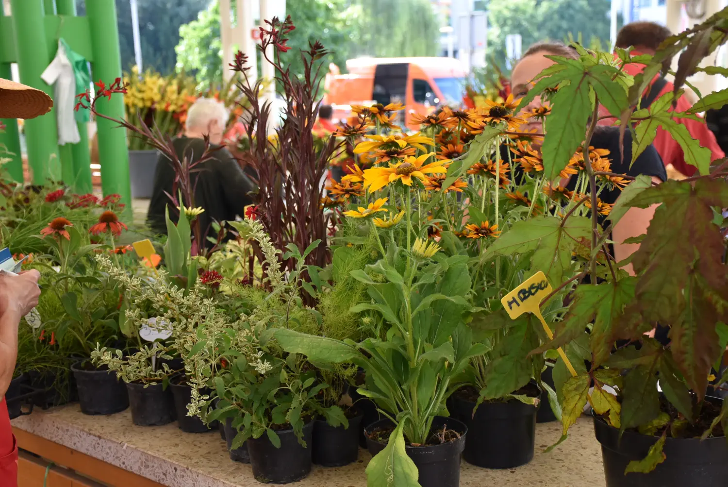 čakovečka tržnica 12.7.2024 (4) čakovečka tržnica 12.7.2024 (4)