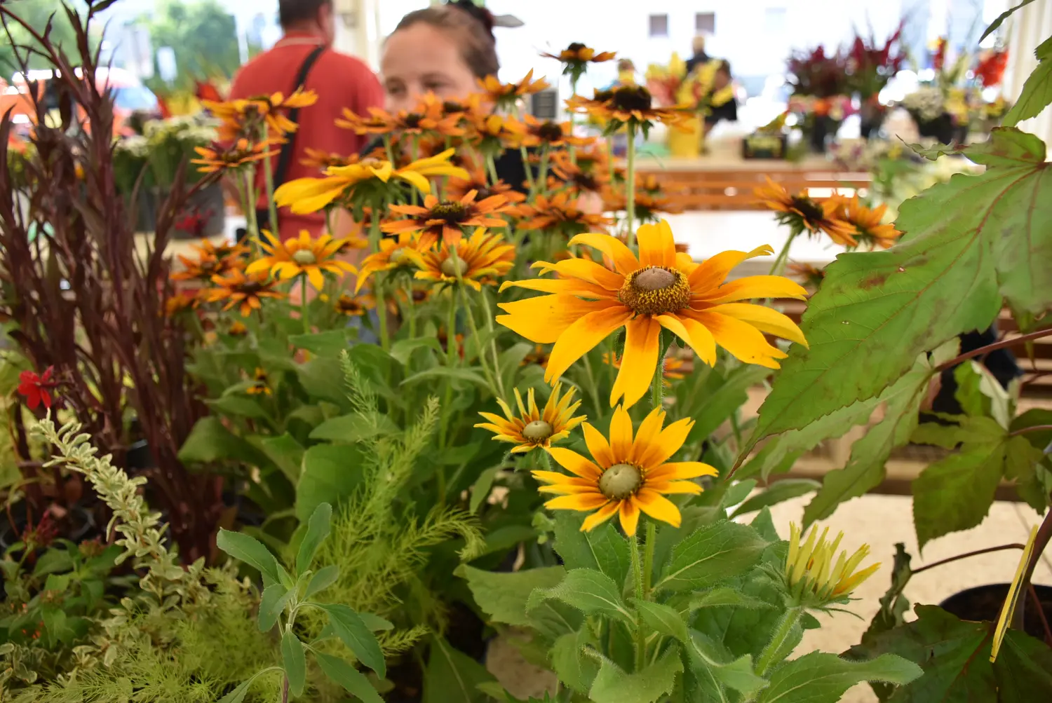 čakovečka tržnica 12.7.2024 (5) čakovečka tržnica 12.7.2024 (5)