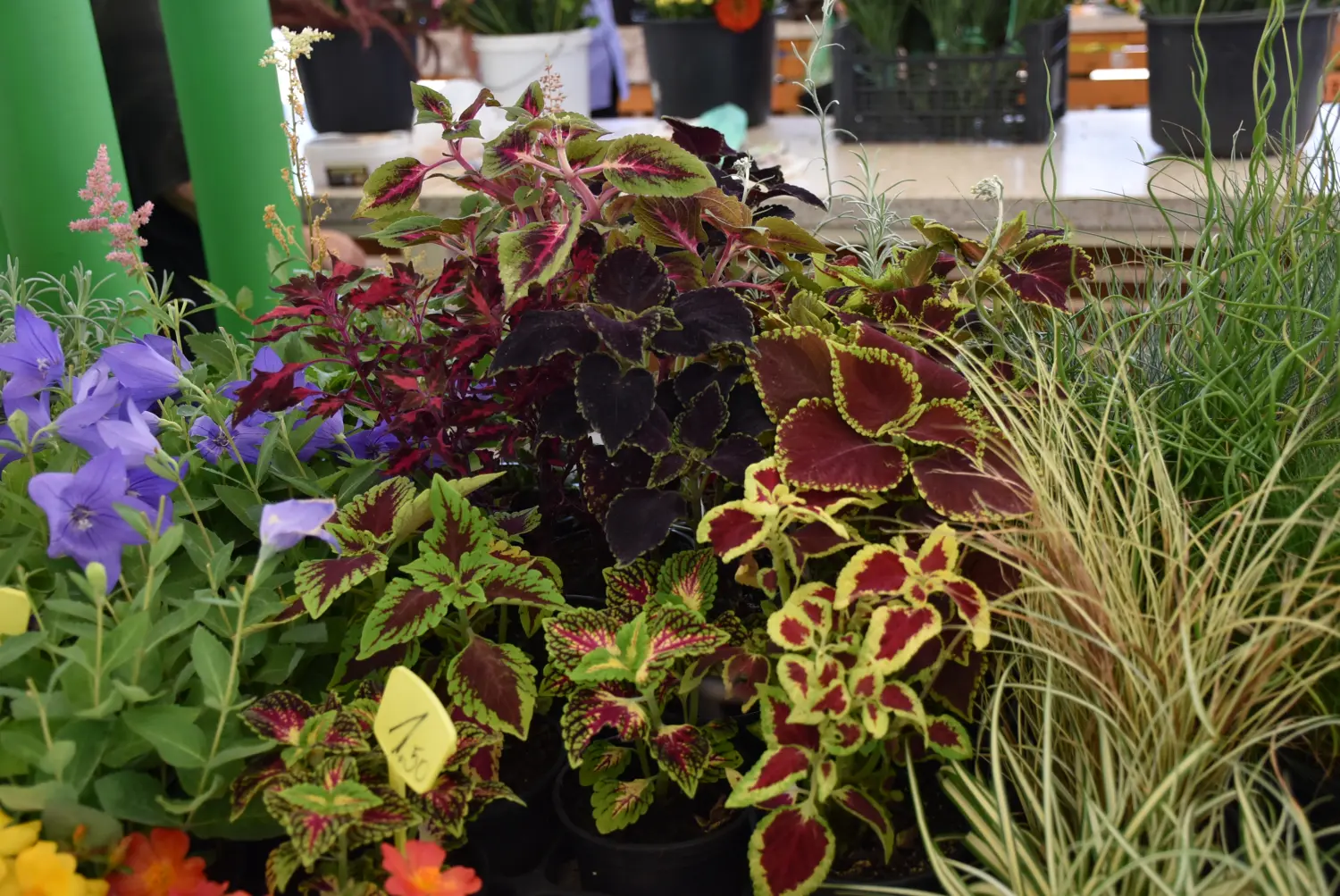 čakovečka tržnica 12.7.2024 (7) čakovečka tržnica 12.7.2024 (7)