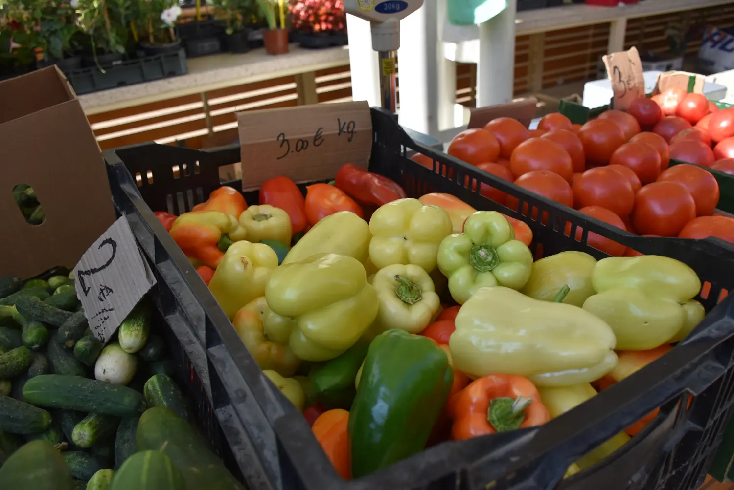 čakovečka tržnica 26.7 (22) čakovečka tržnica 26.7 (22)