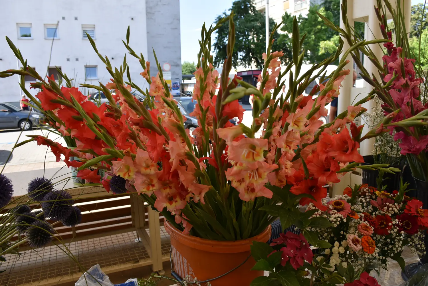 čakovečka tržnica 28.6.2024 (14) čakovečka tržnica 28.6.2024 (14)