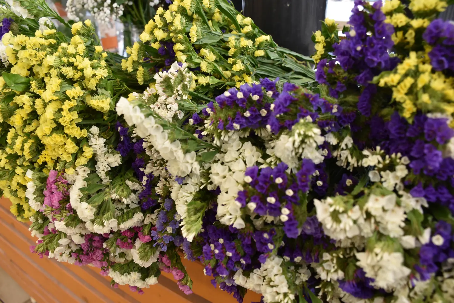 čakovečka tržnica 28.6.2024 (18) čakovečka tržnica 28.6.2024 (18)