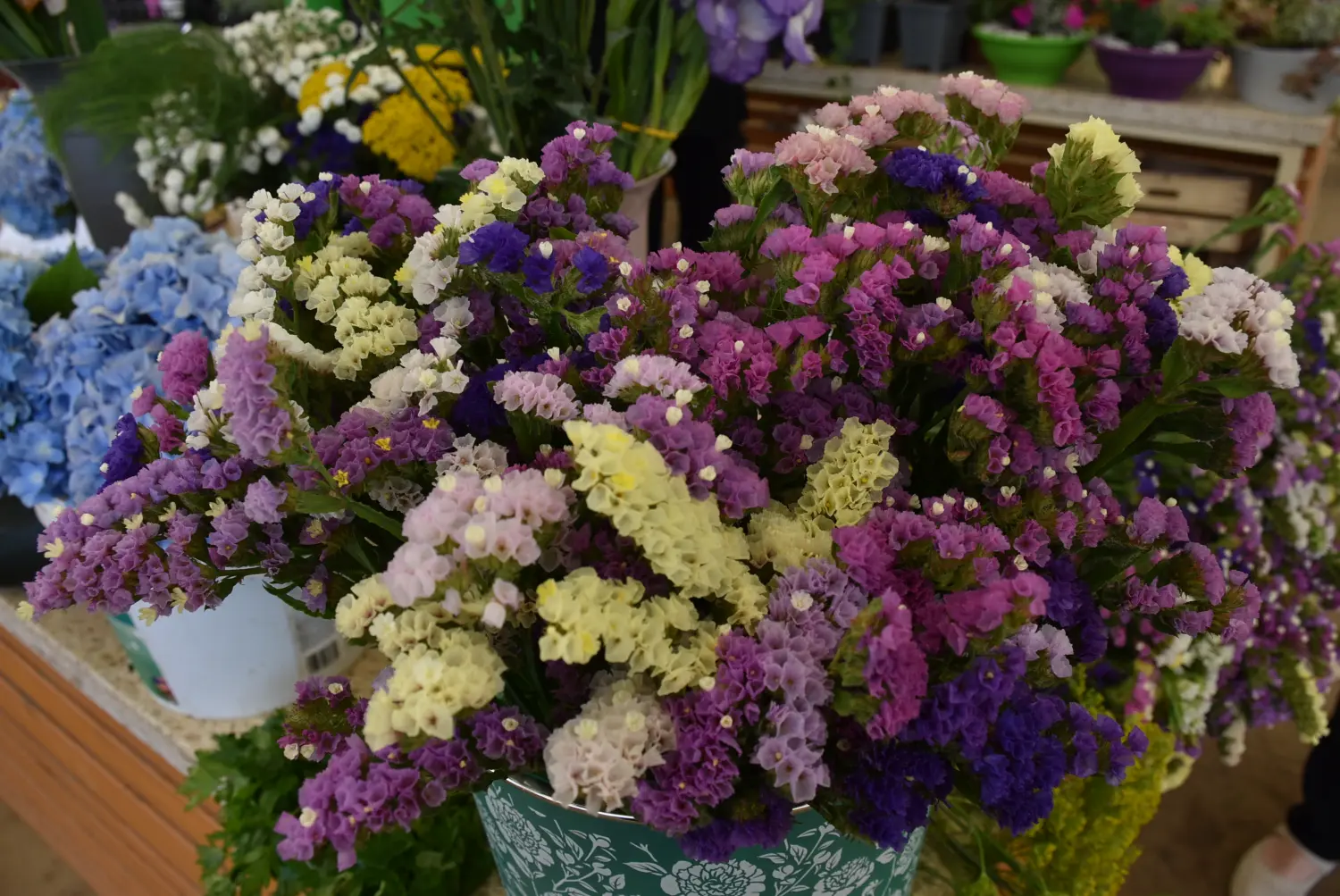 čakovečka tržnica 28.6.2024 (22) čakovečka tržnica 28.6.2024 (22)