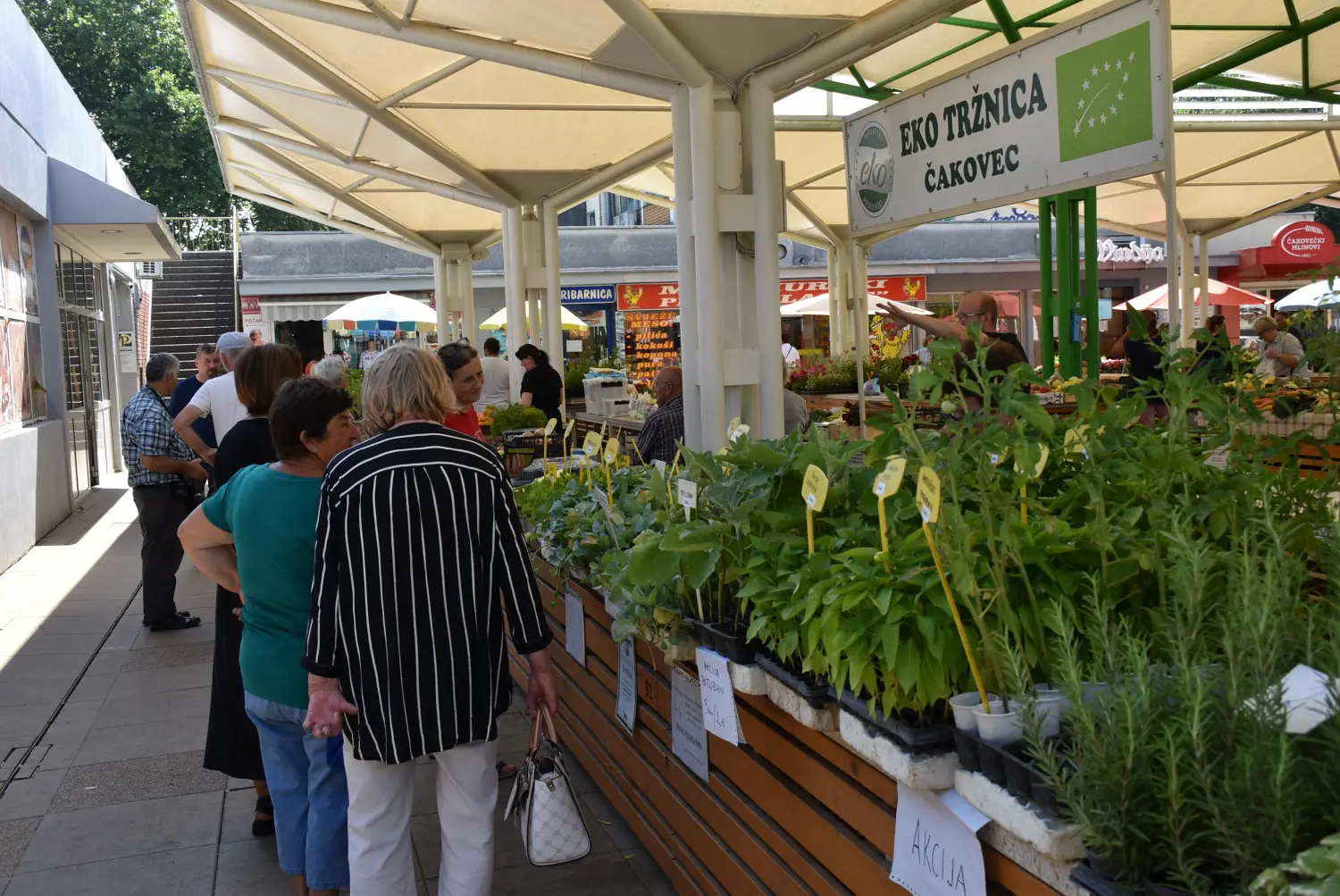 čakovečka tržnica 28.6.2024 (27) čakovečka tržnica 28.6.2024 (27)