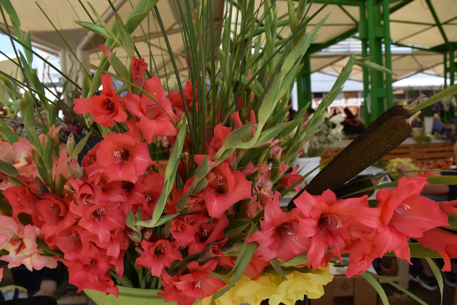 čakovečka tržnica 28.6.2024 (5) čakovečka tržnica 28.6.2024 (5)