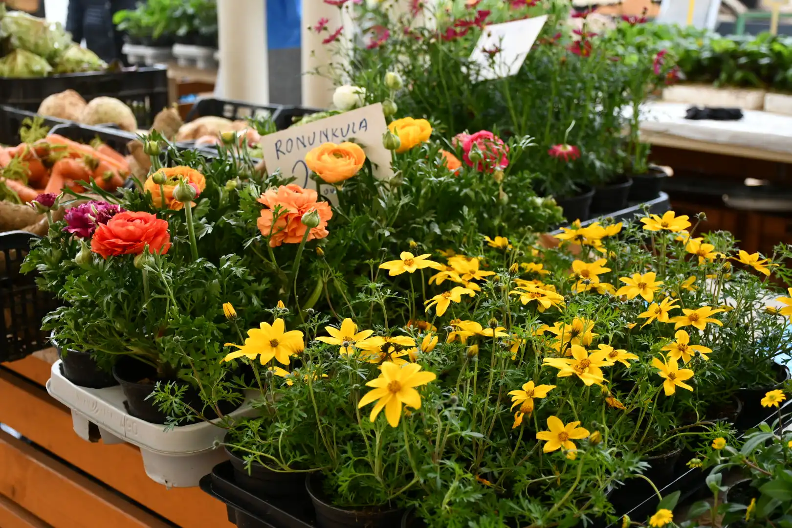 čakovečki plac 16.3.2024 (15) čakovečki plac 16.3.2024 (15)