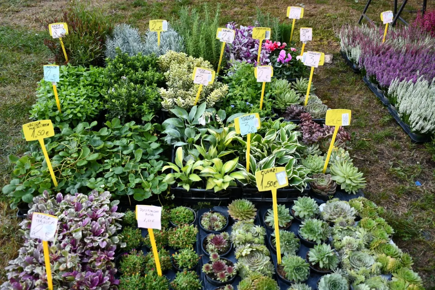 čakovečki sajam 11.9.2024 (22)