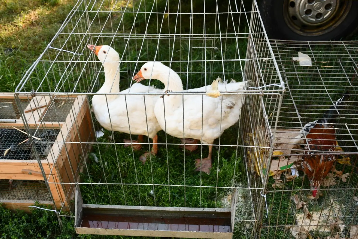 čakovečki sajam 11.9.2024 (25)