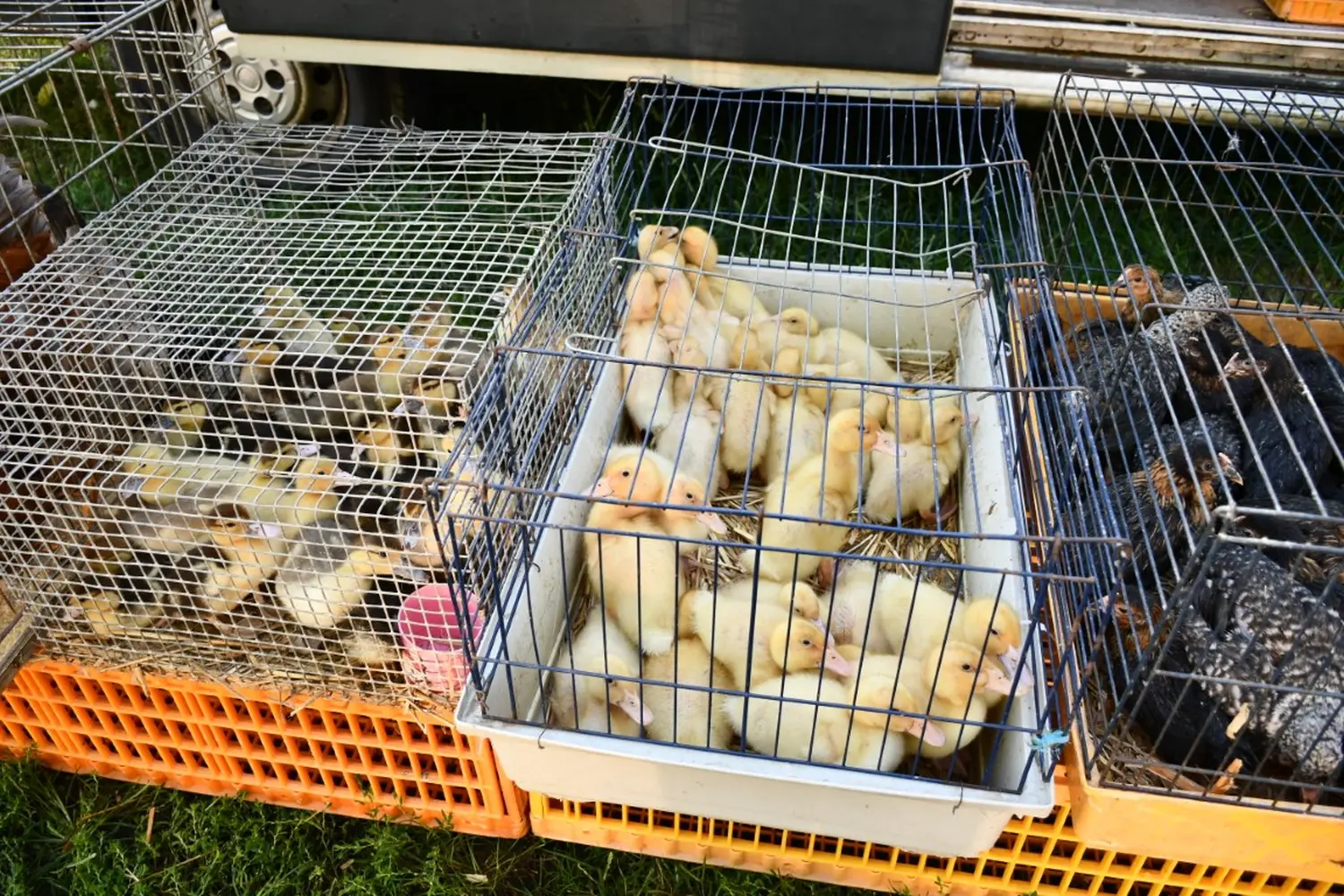 čakovečki sajam 11.9.2024 (26)