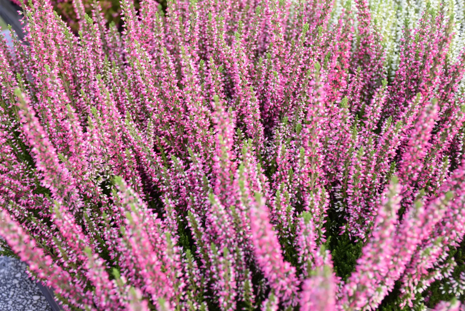 čakovečki sajam 18.9 (19) čakovečki sajam 18.9 (19)