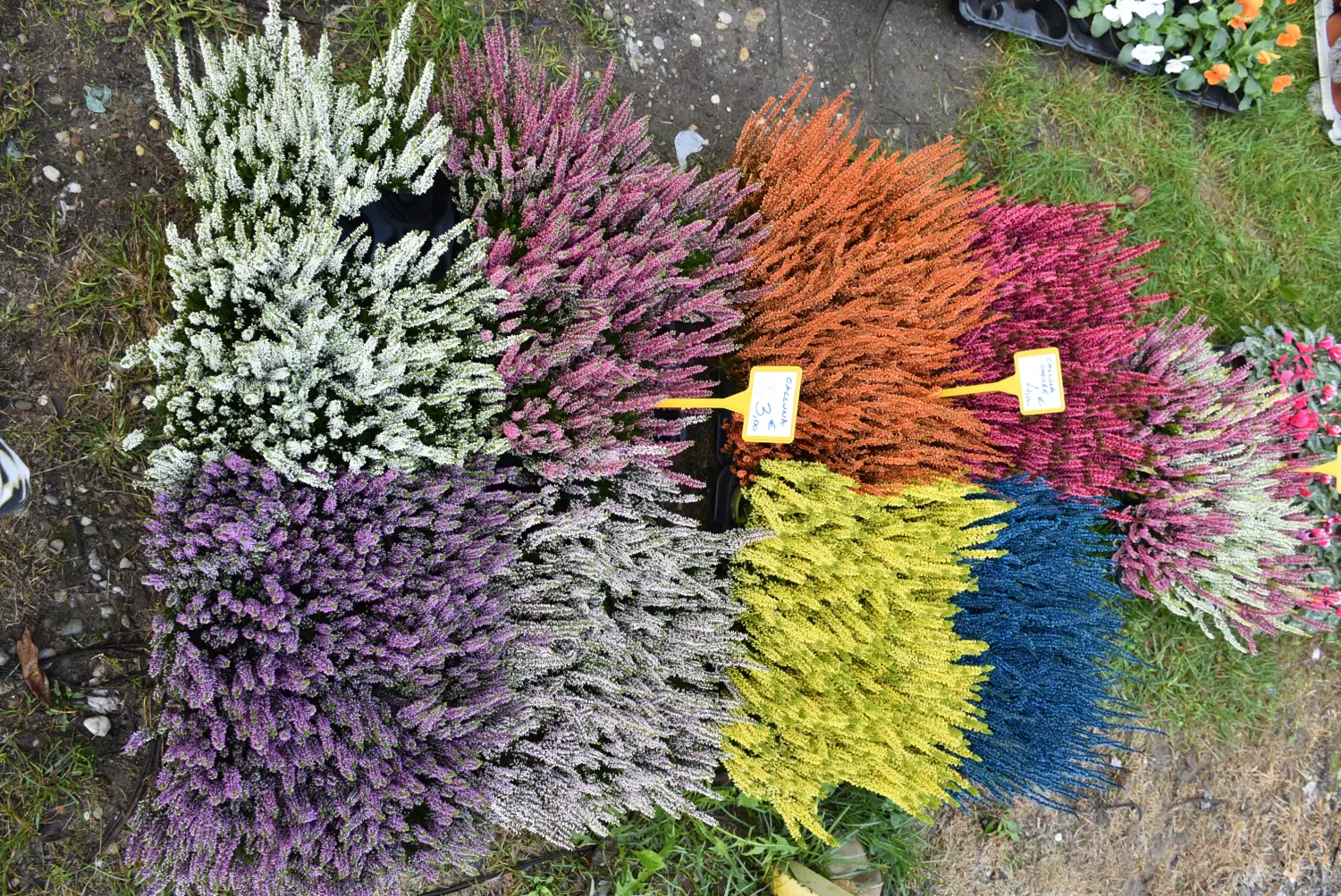 čakovečki sajam 18.9 (23) čakovečki sajam 18.9 (23)