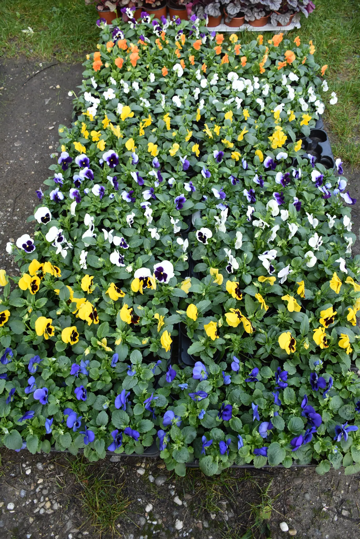 čakovečki sajam 18.9 (24) čakovečki sajam 18.9 (24)