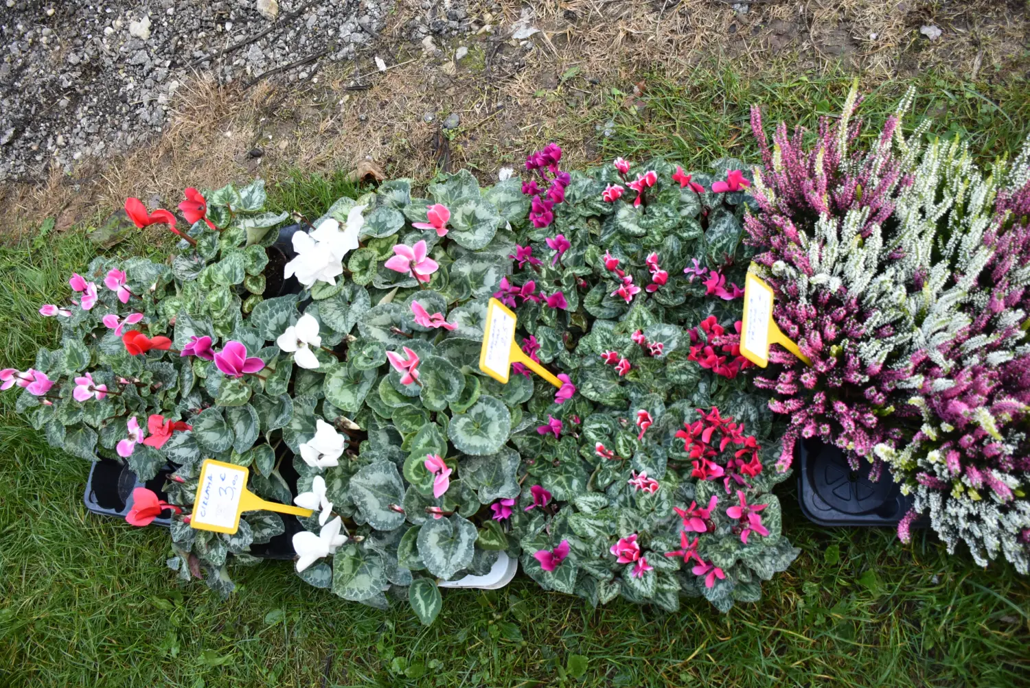 čakovečki sajam 18.9 (25) čakovečki sajam 18.9 (25)