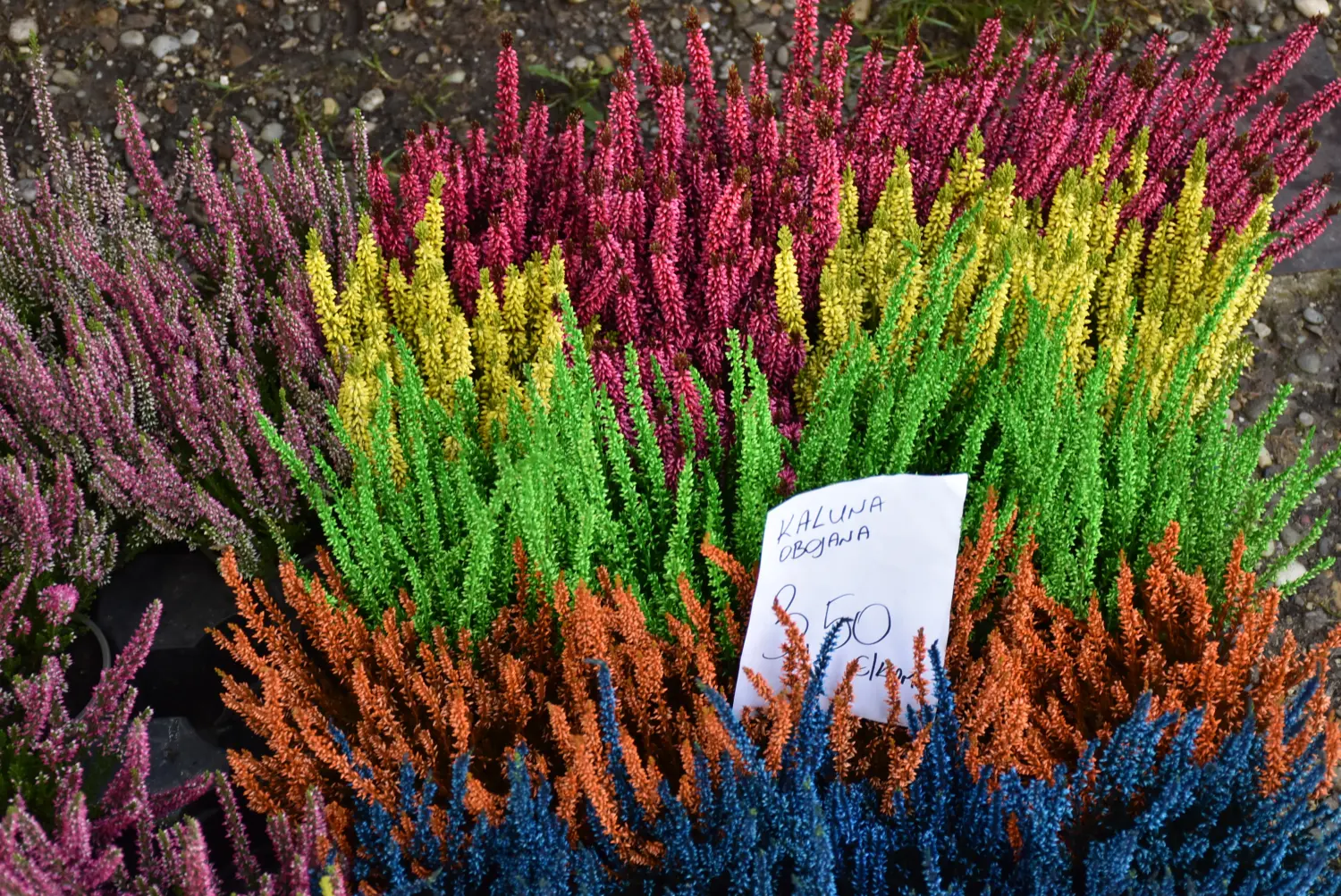 čakovečki sajam 18.9 (33) čakovečki sajam 18.9 (33)