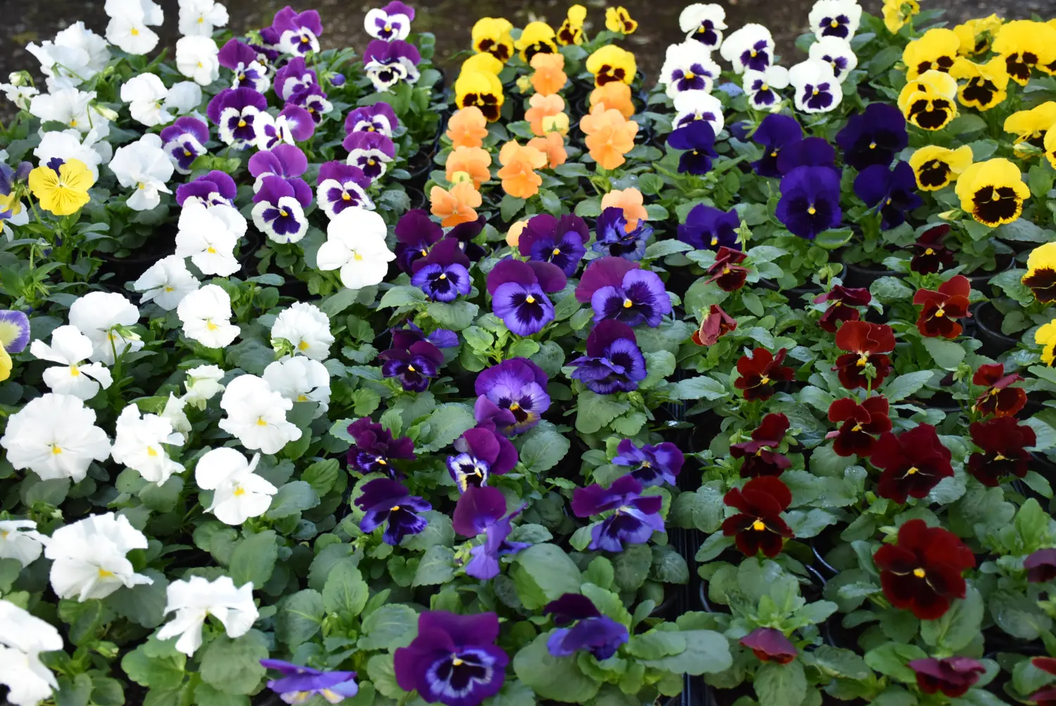 čakovečki sajam 18.9 (48) čakovečki sajam 18.9 (48)