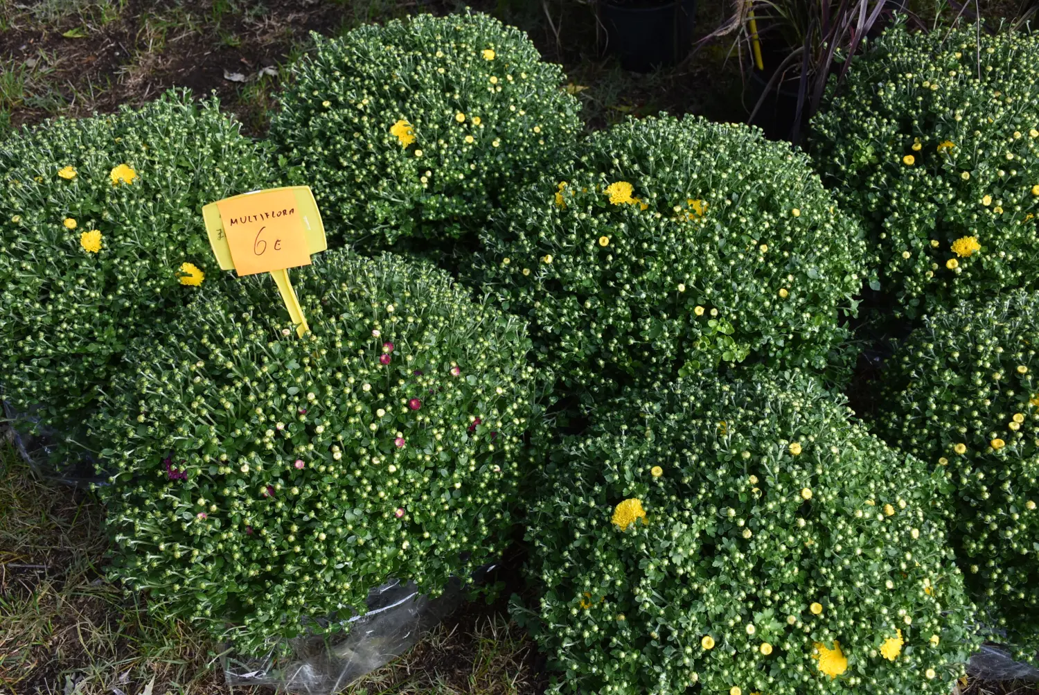 čakovečki sajam 18.9 (71) čakovečki sajam 18.9 (71)