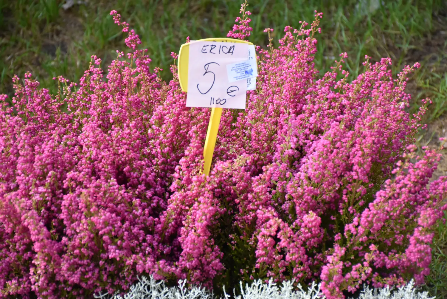 čakovečki sajam 18.9 (74) čakovečki sajam 18.9 (74)