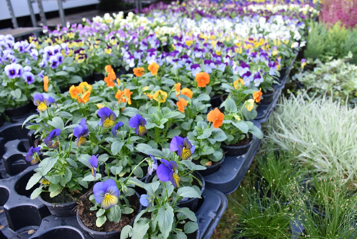 čakovečki sajam 18.9 (77) čakovečki sajam 18.9 (77)